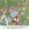 lycaena alciphron talysh female 1